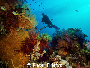 Diver with marine life by Pieter Firlefyn 